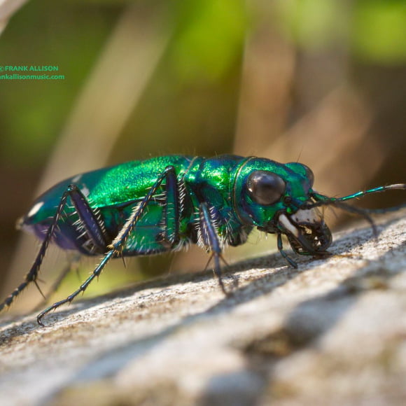 Photo of Insect by Frank Allison