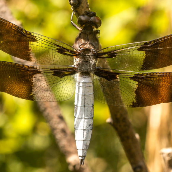 Photo of Dragonfly by Frank Allison