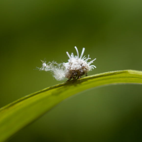 Photo of Insect by Frank Allison